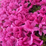 季節の花