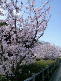 4771-桜